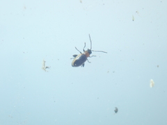 Longitarsus dorsalis