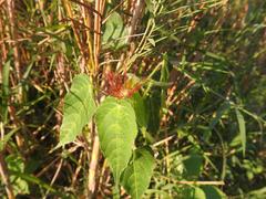 Acalypha villicaulis