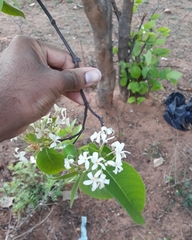 Holarrhena pubescens