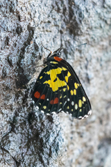 Chlosyne poecile