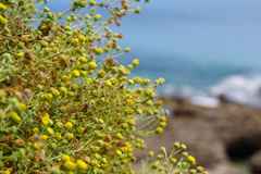 Perityle socorrosensis