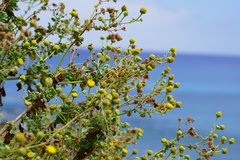 Perityle socorrosensis