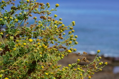 Perityle socorrosensis