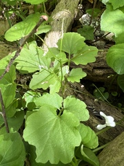Cardamine flagellifera