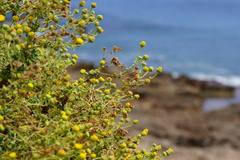 Perityle socorrosensis