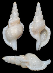 Phyllocoma convoluta