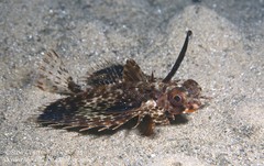 Dactyloptena orientalis