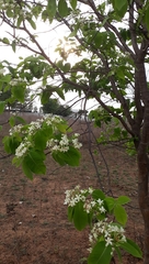 Holarrhena pubescens