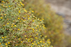 Perityle socorrosensis