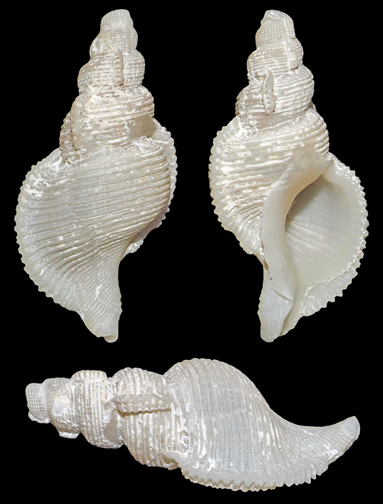 Phyllocoma convoluta