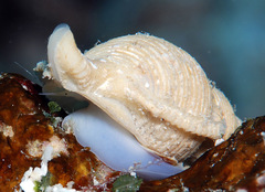 Phyllocoma convoluta