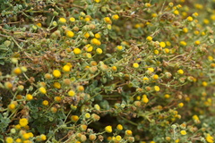 Perityle socorrosensis