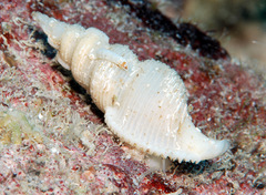 Phyllocoma convoluta