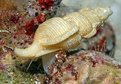 Phyllocoma convoluta
