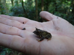 Proceratophrys subguttata