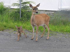Odocoileus hemionus sitkensis