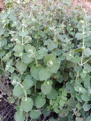 Pseudodictamnus hirsutus