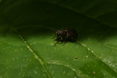 Dissoleucas niveirostris