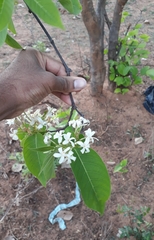 Holarrhena pubescens