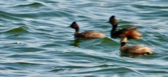 Podiceps nigricollis
