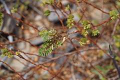 Euphorbia anthonyi