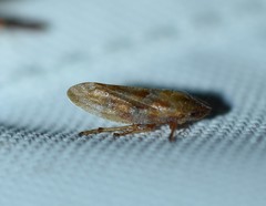 Aphrophora saratogensis