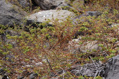 Euphorbia anthonyi