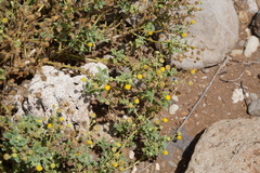 Perityle socorrosensis