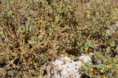 Perityle socorrosensis