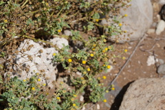 Perityle socorrosensis