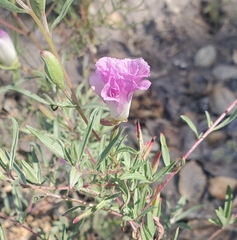 Clarkia speciosa immaculata