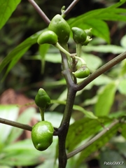 Solanum trizygum