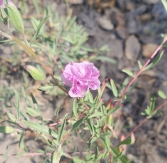 Clarkia speciosa immaculata