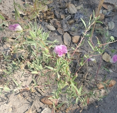Clarkia speciosa immaculata
