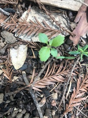 Campanula prenanthoides