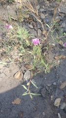 Clarkia speciosa immaculata
