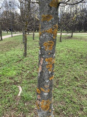 Xanthoria parietina