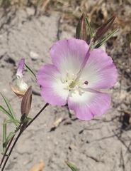 Clarkia speciosa immaculata