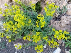 Euphorbia squamigera