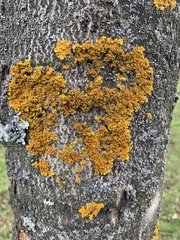 Xanthoria parietina
