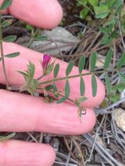 Vicia monantha