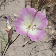 Clarkia speciosa immaculata