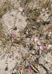 Clarkia speciosa immaculata