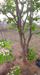 Holarrhena pubescens