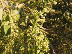 Cissampelos mucronata