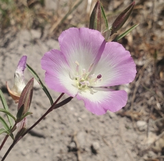 Clarkia speciosa immaculata