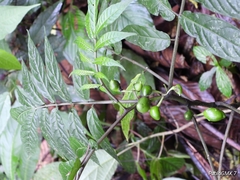 Solanum trizygum