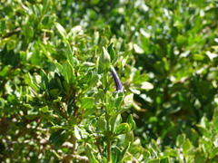 Dunalia brachyacantha