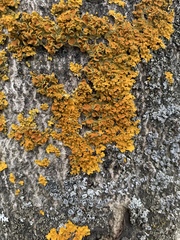 Xanthoria parietina