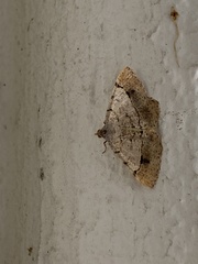 Frederickia flaviterminata